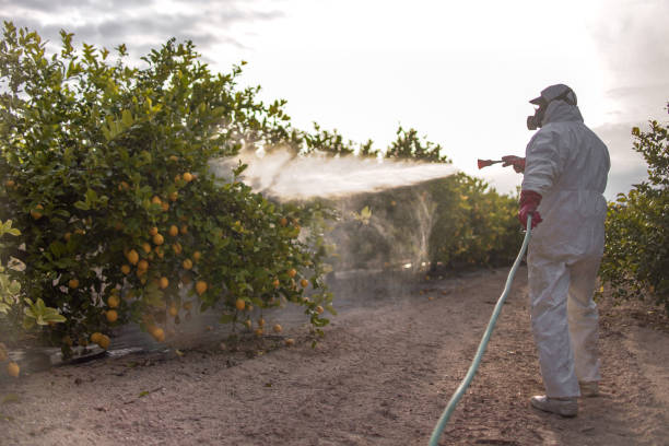 Best Ant Control Services  in Grove City, OH