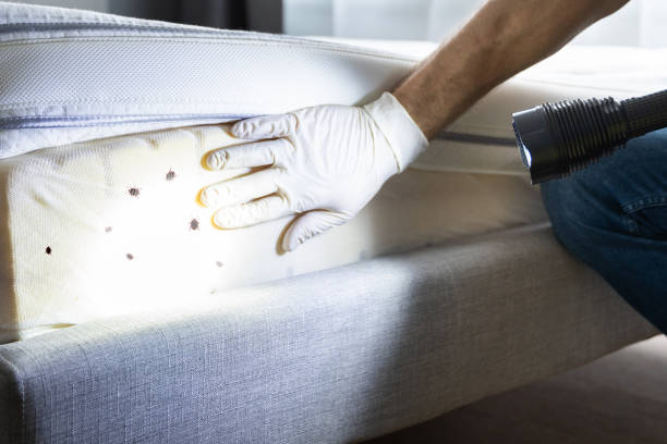 Best Residential Pest Control  in Grove City, OH