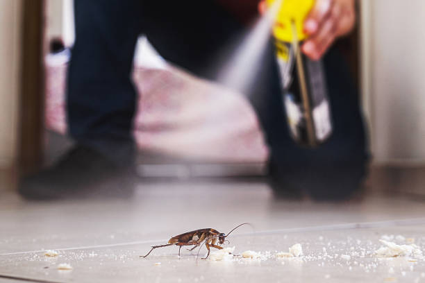 Best Pest Control Near Me  in Grove City, OH