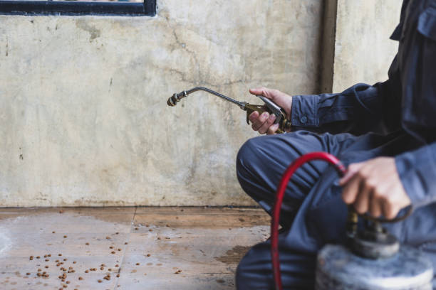 Best Termite Control Services  in Grove City, OH